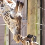 The reticulated giraffe has a dark coat with a web of narrow white lines while Masai giraffe has patterns like oak leaves