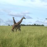 Reticulated giraffe has a dark coat with a web of narrow white lines while the Masai giraffe has patterns like oak leaves