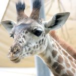 The reticulated giraffe has a dark coat with a web of narrow white lines while the Masai giraffe has patterns like oak leaves