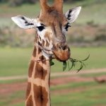 A reticulated giraffe has a dark coat with a web of narrow white lines while the Masai giraffe has patterns like oak leaves