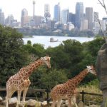 The reticulated giraffe has a dark coat with a web of narrow white lines while a Masai giraffe has patterns like oak leaves