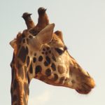 A reticulated giraffe has a dark coat with a web of narrow white lines while a Masai giraffe has patterns like oak leaves