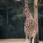 A reticulated giraffe, found only in northern Kenya, has a dark coat with a web of narrow white lines while a Masai giraffe has patterns like oak leaves