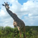 A giraffe's scientific name is Giraffa camelopardalis