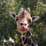 A reticulated giraffe, found only in northern Kenya, has a dark coat with a web of narrow white lines while the Masai giraffe has patterns like oak leaves