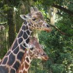 The reticulated giraffe, found only in northern Kenya, has a dark coat with a web of narrow white lines while the Masai giraffe has patterns like oak leaves