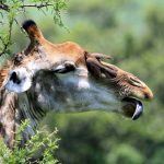 The reticulated giraffe, only found in northern Kenya, has a dark coat with a web of narrow white lines while the Masai giraffe has patterns like oak leaves