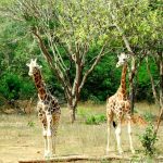 A reticulated giraffe, only found in northern Kenya, has a dark coat with a web of narrow white lines while the Masai giraffe has patterns like oak leaves