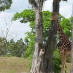 A reticulated giraffe, only found in northern Kenya, has a dark coat with a web of narrow white lines while a Masai giraffe has patterns like oak leaves