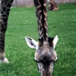 The reticulated giraffes, only found in northern Kenya, have dark coats with a web of narrow white lines while the Masai giraffes have patterns like oak leaves