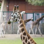 Reticulated giraffes, only found in northern Kenya, have dark coats with a web of narrow white lines while the Masai giraffes have patterns like oak leaves