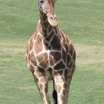 The reticulated giraffes, only found in northern Kenya, have dark coats with a web of narrow white lines while Masai giraffes have patterns like oak leaves