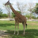 The reticulated giraffes have dark coats with a web of narrow white lines while Masai giraffes, from Kenya, have patterns like oak leaves