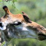 Reticulated giraffes have dark coats with a web of narrow white lines while the Masai giraffes, from Kenya, have patterns like oak leaves