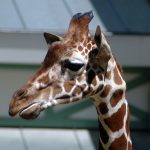 The reticulated giraffes have dark coats with a web of narrow white lines while the Masai giraffes, from Kenya, have patterns like oak leaves