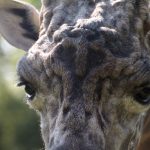 Reticulated giraffes have dark coats with a web of narrow white lines while Masai giraffes, from Kenya, have patterns like oak leaves