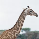 Reticulated giraffe has a dark coat with a web of narrow white lines while Masai giraffe, from Kenya, has patterns like oak leaves