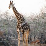 The reticulated giraffe has a dark coat with a web of narrow white lines while Masai giraffe, from Kenya, has patterns like oak leaves