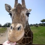 Reticulated giraffe has a dark coat with a web of narrow white lines while the Masai giraffe, from Kenya, has patterns like oak leaves