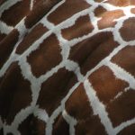 The reticulated giraffe has a dark coat with a web of narrow white lines while the Masai giraffe, from Kenya, has patterns like oak leaves