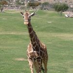 A reticulated giraffe has a dark coat with a web of narrow white lines while the Masai giraffe, from Kenya, has patterns like oak leaves