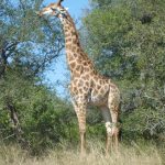 The reticulated giraffe has a dark coat with a web of narrow white lines while a Masai giraffe, from Kenya, has patterns like oak leaves