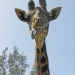 The scientific name of a giraffe is Giraffa camelopardalis