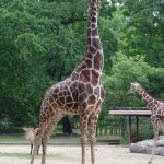 A reticulated giraffe, found only in northern Kenya, has a dark coat with a web of narrow white lines while a Masai giraffe, from Kenya, has patterns like oak leaves