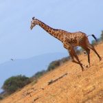 Reticulated giraffe, found only in northern Kenya, has a dark coat with a web of narrow white lines while a Masai giraffe, from Kenya, has patterns like oak leaves