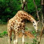 A reticulated giraffe, found only in northern Kenya, has a dark coat with a web of narrow white lines while Masai giraffe, from Kenya, has patterns like oak leaves