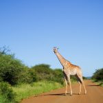 The reticulated giraffe, found only in northern Kenya, has a dark coat with a web of narrow white lines while Masai giraffe, from Kenya, has patterns like oak leaves