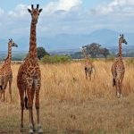The reticulated giraffe, found only in northern Kenya, has a dark coat with a web of narrow white lines while a Masai giraffe, from Kenya, has patterns like oak leaves