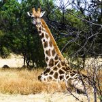 The reticulated giraffe, found only in northern Kenya, has a dark coat with a web of narrow white lines while the Masai giraffe, from Kenya, has patterns like oak leaves