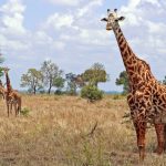 Reticulated giraffe, found only in northern Kenya, has a dark coat with a web of narrow white lines while Masai giraffe, from Kenya, has patterns like oak leaves