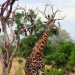 Researchers believe that reticulated giraffes are genetically different from the other subspecies