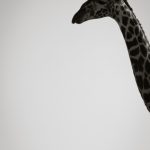 Researchers believe that reticulated giraffes are genetically different from the other subspecies to be reclassified as a separate species