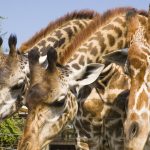 Researchers believe that reticulated giraffes are genetically different enough to be reclassified as a separate species