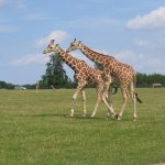 The scientific name of the giraffe is Giraffa camelopardalis because of the belief that a giraffe was a cross between a camel and a leopard