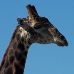 The scientific name of the giraffe is Giraffa camelopardalis because of the belief that giraffes were a cross between a camel and a leopard