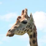 The giraffe is characterized by its long neck, long legs, and distinctive spotted pattern