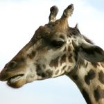 Giraffes live mainly in savanna areas