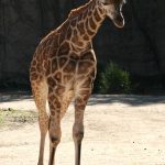 Giraffe lives primarily in savanna areas
