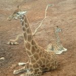 Giraffe lives in savanna areas