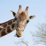 Giraffe 'horns' are not called horns but 'ossicones'
