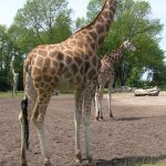 Giraffes are characterized by its long neck, long legs, and distinctive spotted pattern