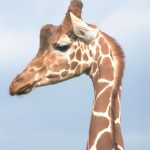 Giraffe 'horns' are not called horns but are called 'ossicones'