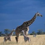 Both female and male giraffes have horns