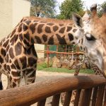 Both female and male giraffes have horns and are not called horns but 'ossicones'