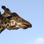 Giraffe horns are formed from ossified cartilage