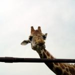 Giraffe horns are covered in skin